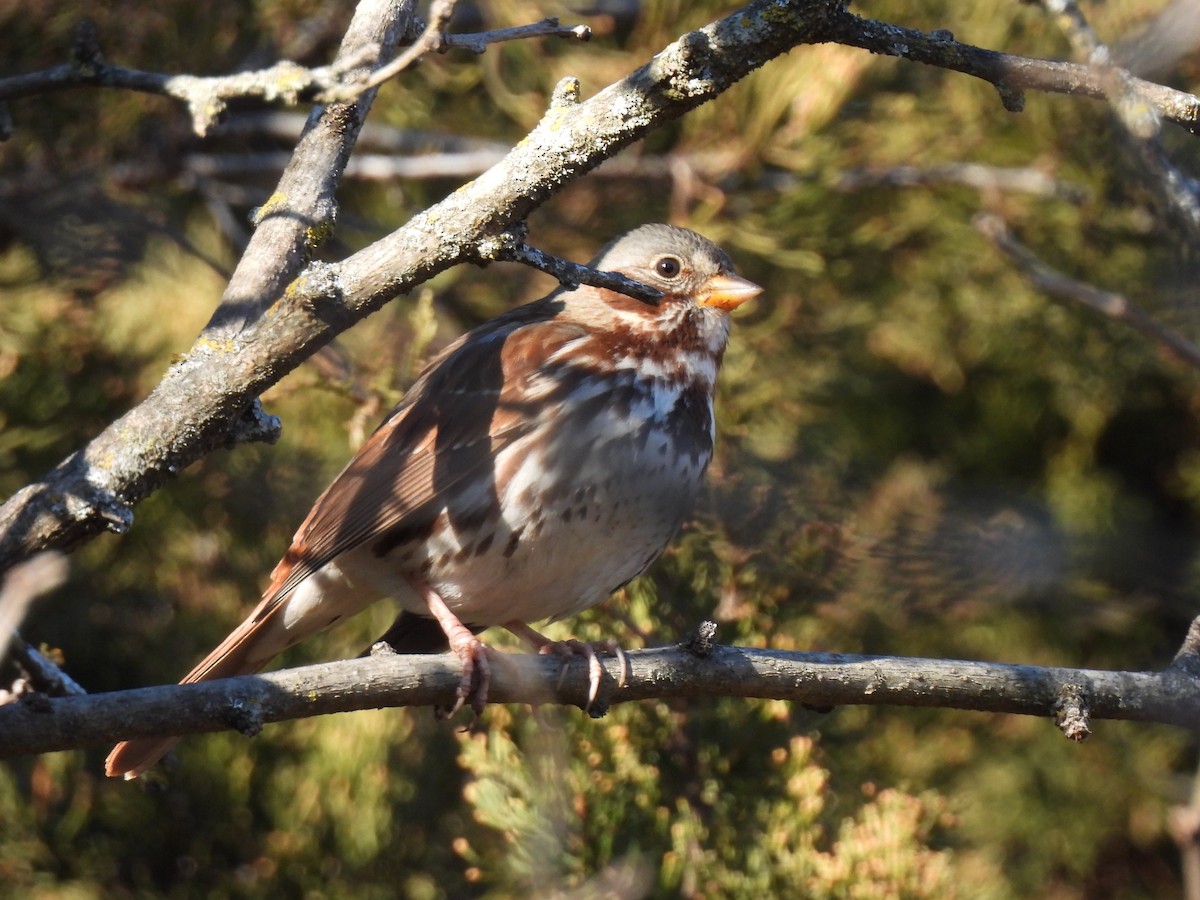 Fox Sparrow (Red) - ML613068588