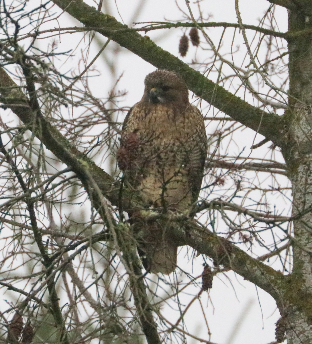 EBird Checklist 2 Jan 2024 Here 7 Species   1200