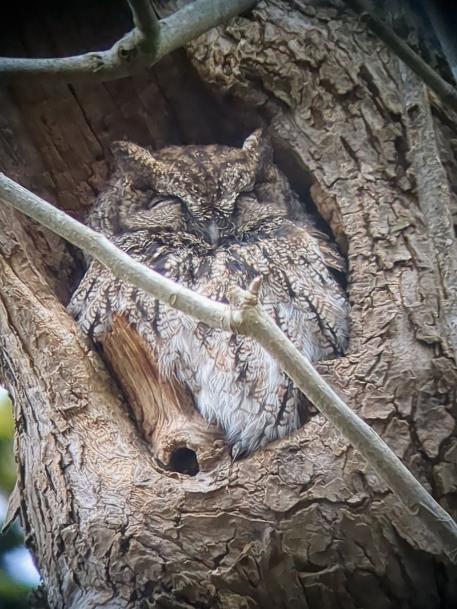 Ebird Checklist Jan Oaks Bottom Wildlife Refuge Species