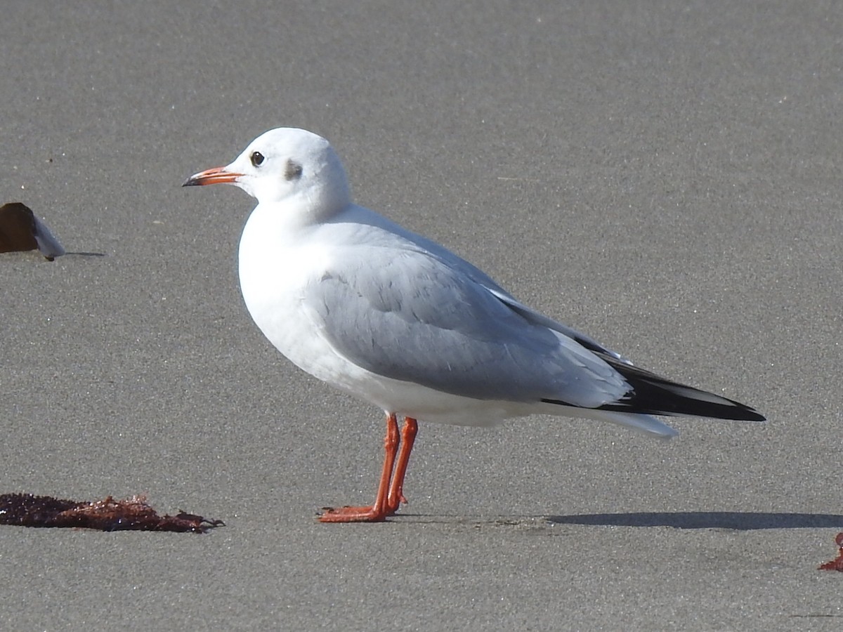 Mouette rieuse - ML613068864