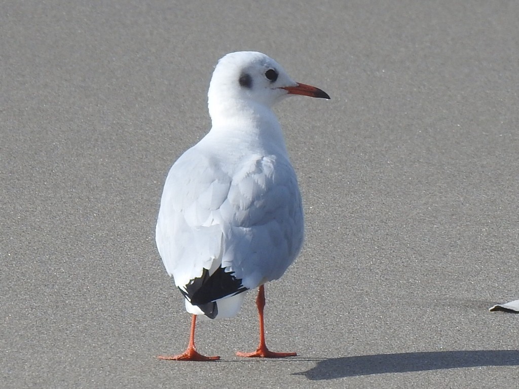 Mouette rieuse - ML613068878
