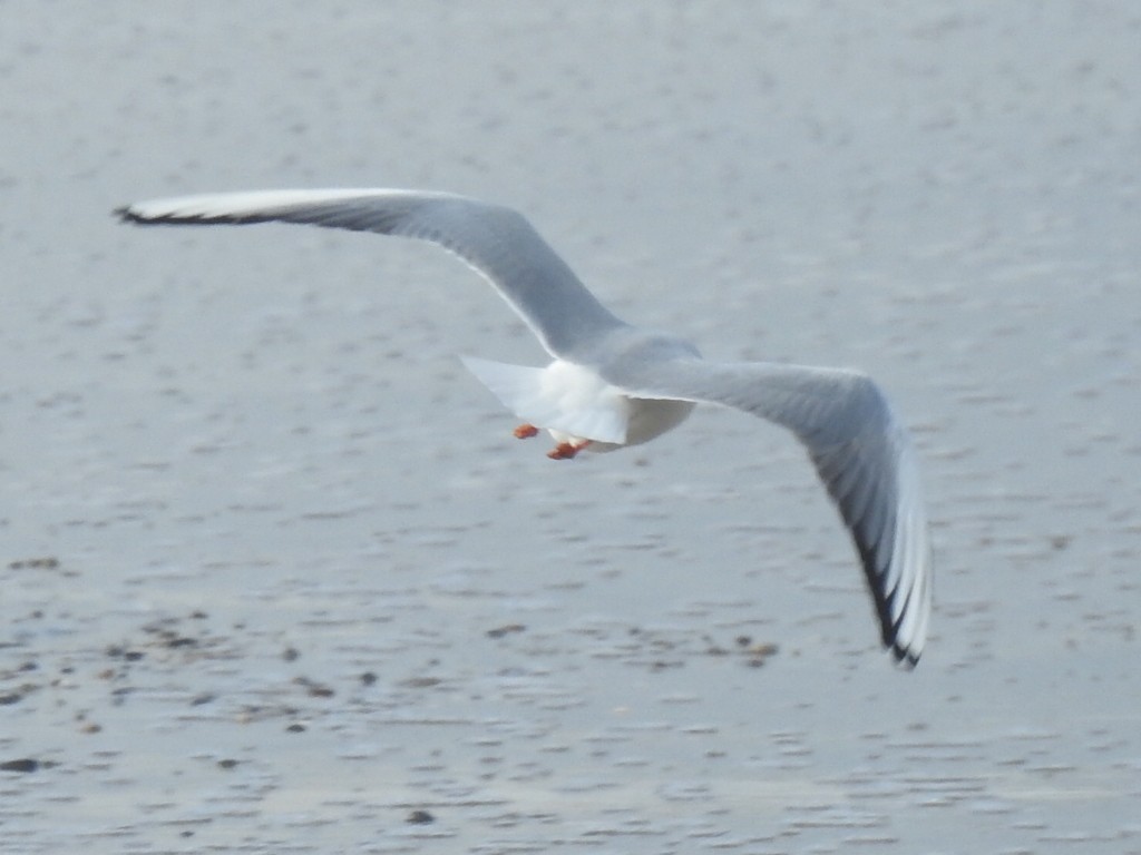 Mouette rieuse - ML613068897