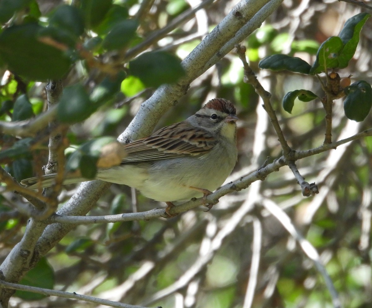 Chipping Sparrow - ML613069007