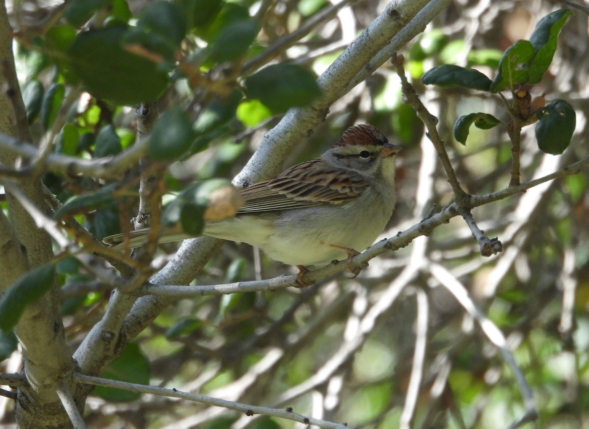 Chipping Sparrow - ML613069008