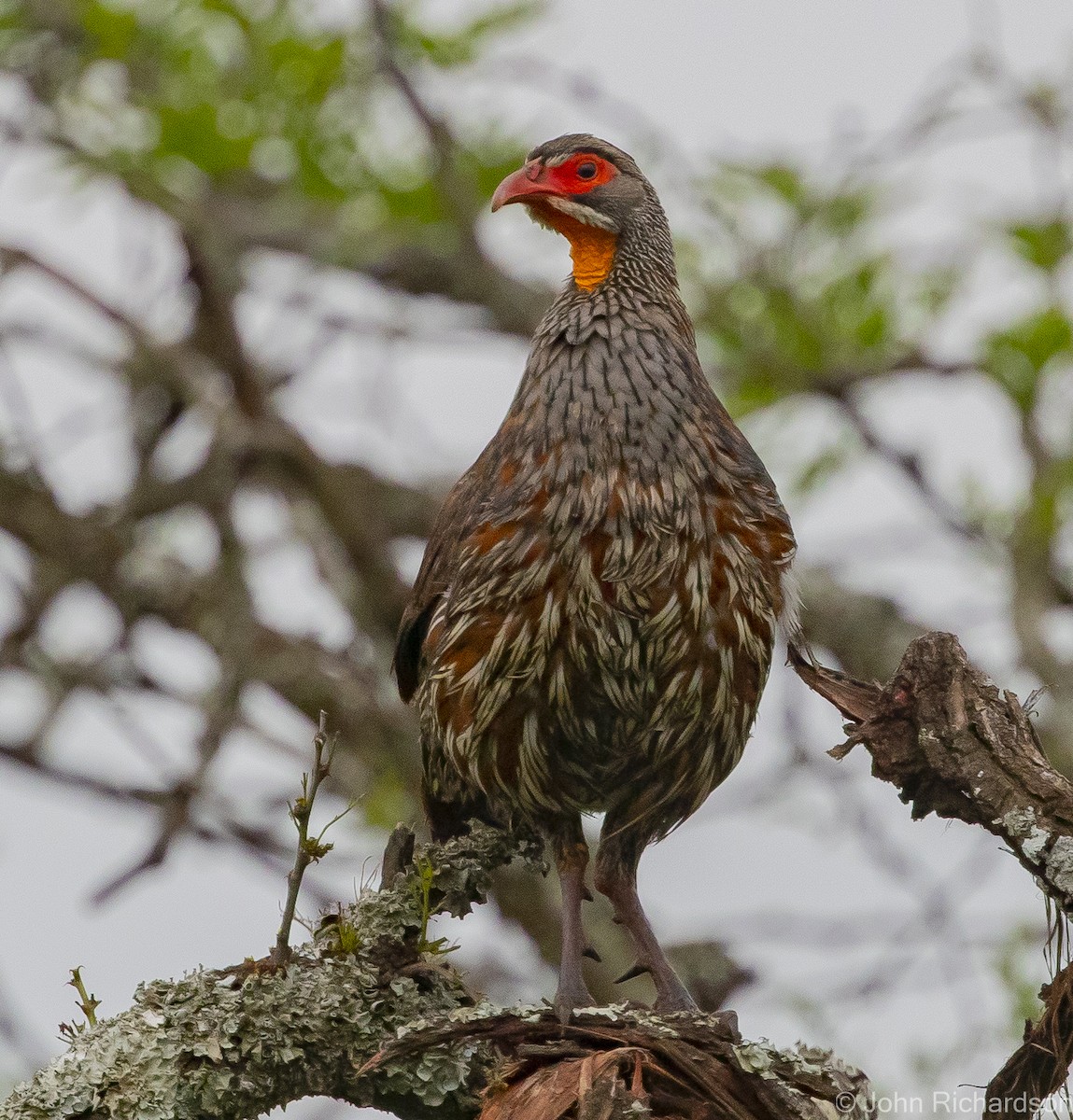 Gray-breasted Spurfowl - ML613069150