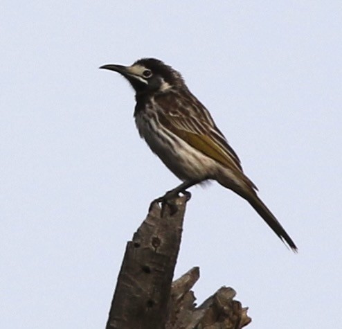 White-fronted Honeyeater - Connie Lintz