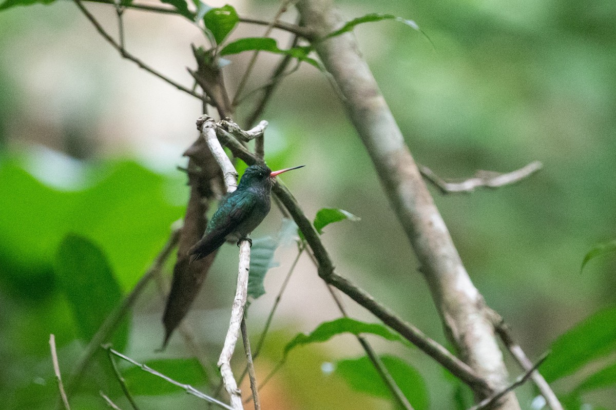 Blue-throated Goldentail - ML613069366