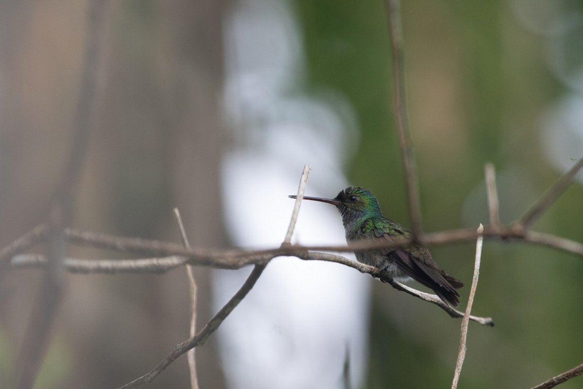 Charming Hummingbird - ML613069389