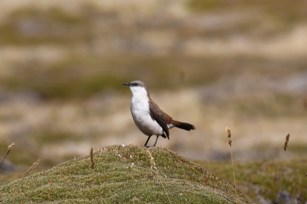 White-bellied Cinclodes - ML613069413