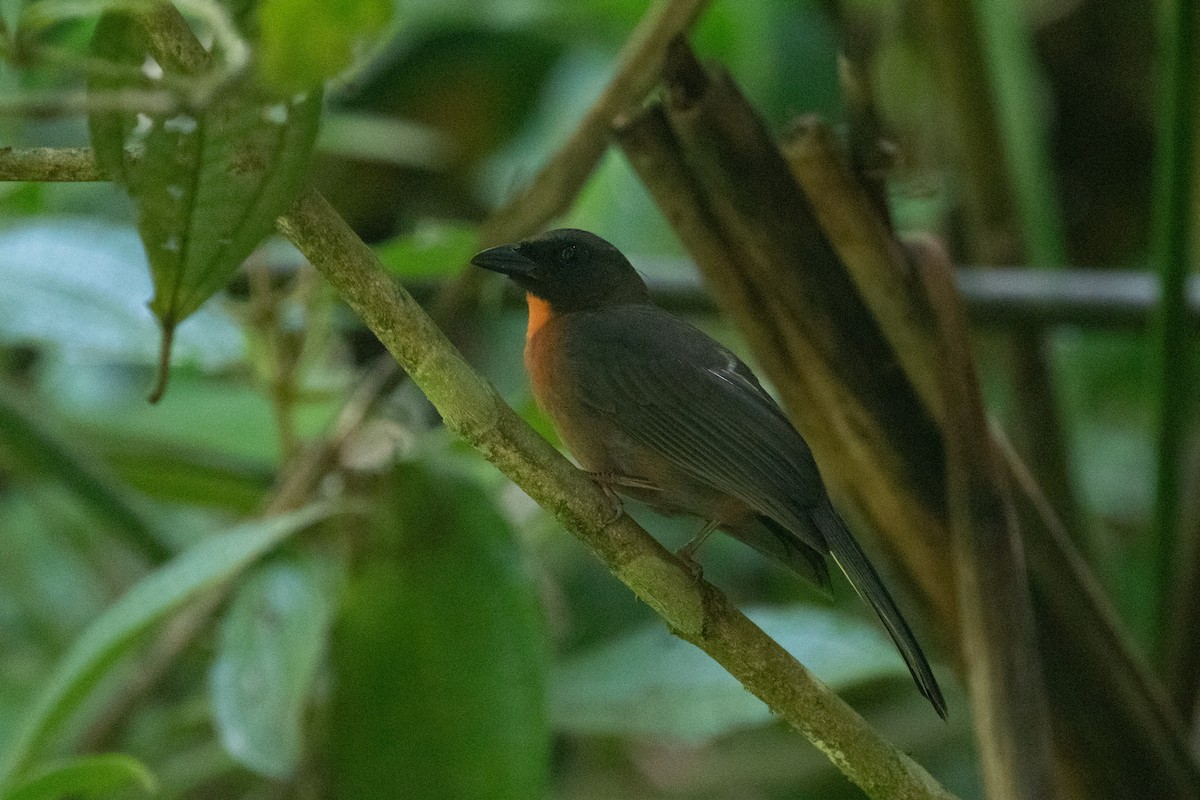 Black-cheeked Ant-Tanager - ML613069416