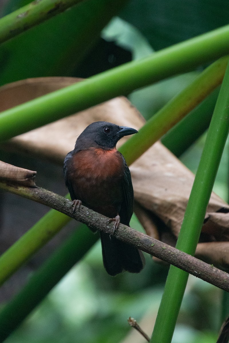 Black-cheeked Ant-Tanager - ML613069417