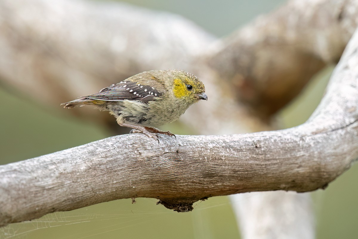 Forty-spotted Pardalote - ML613069459