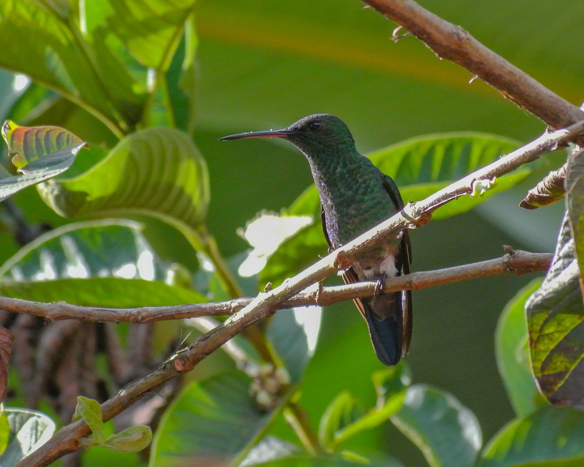 Blue-tailed Hummingbird - ML613069688