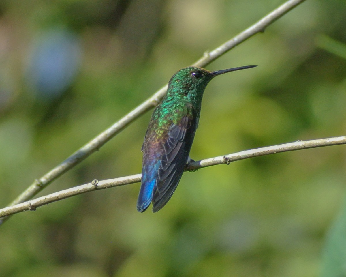 kolibřík středoamerický - ML613069697