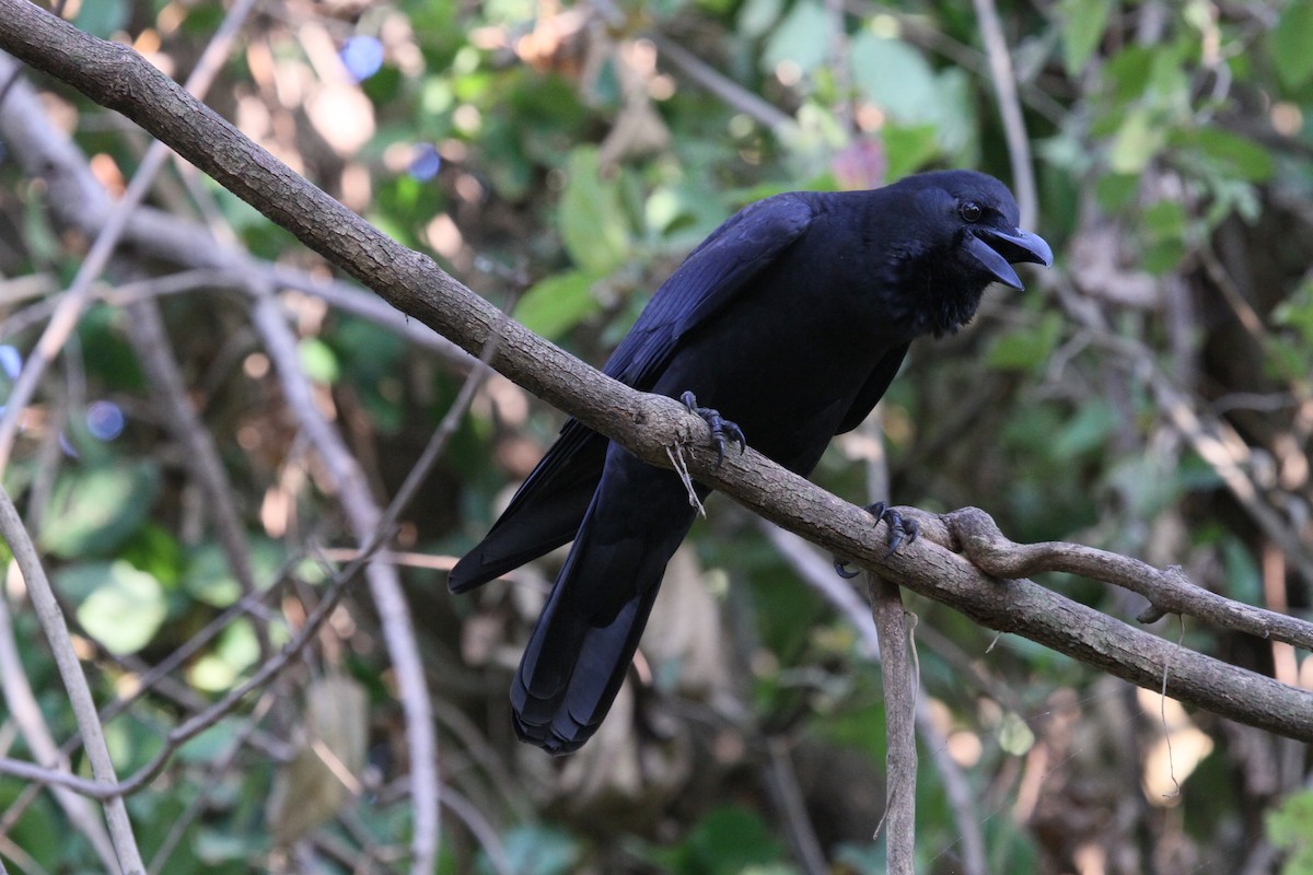 Large-billed Crow (Indian Jungle) - ML613069864