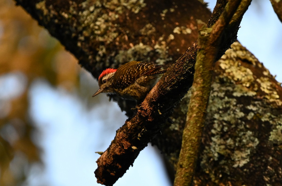 Brown-backed Woodpecker - Adarsh Nagda