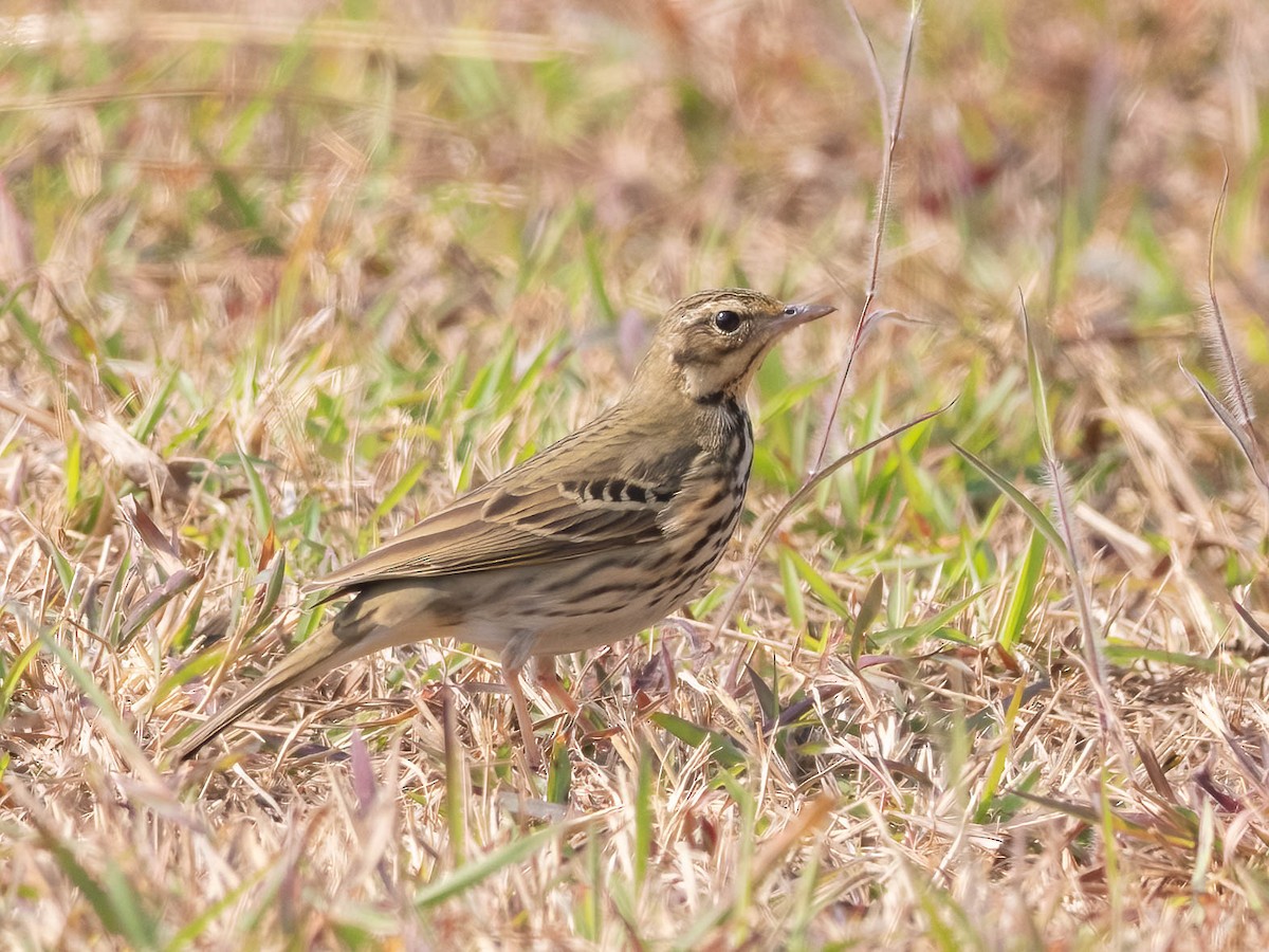 Olive-backed Pipit - ML613069973