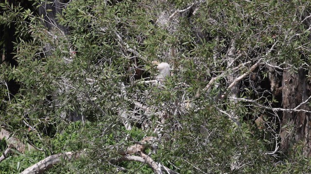 Austral-Schlangenhalsvogel - ML613070008