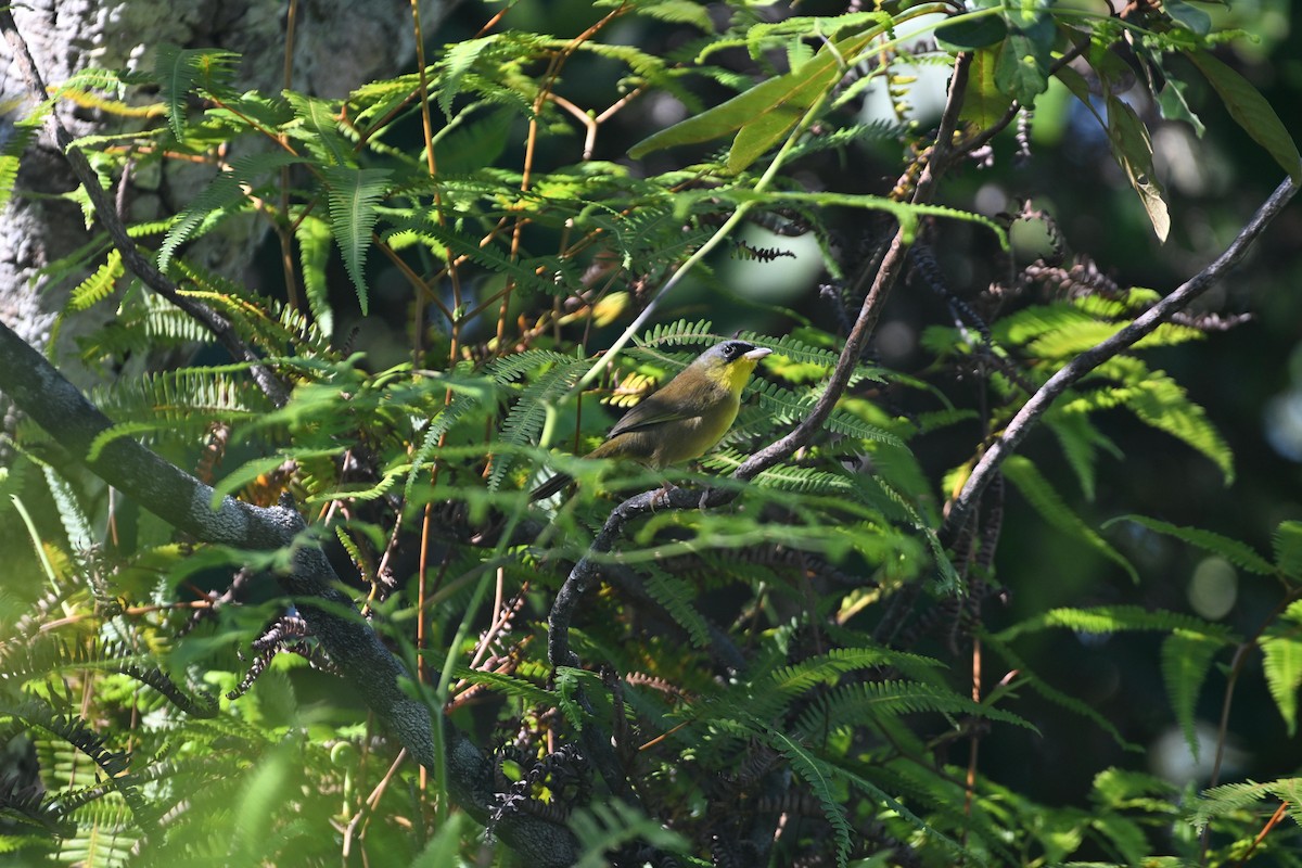 Gray-crowned Yellowthroat - ML613070019