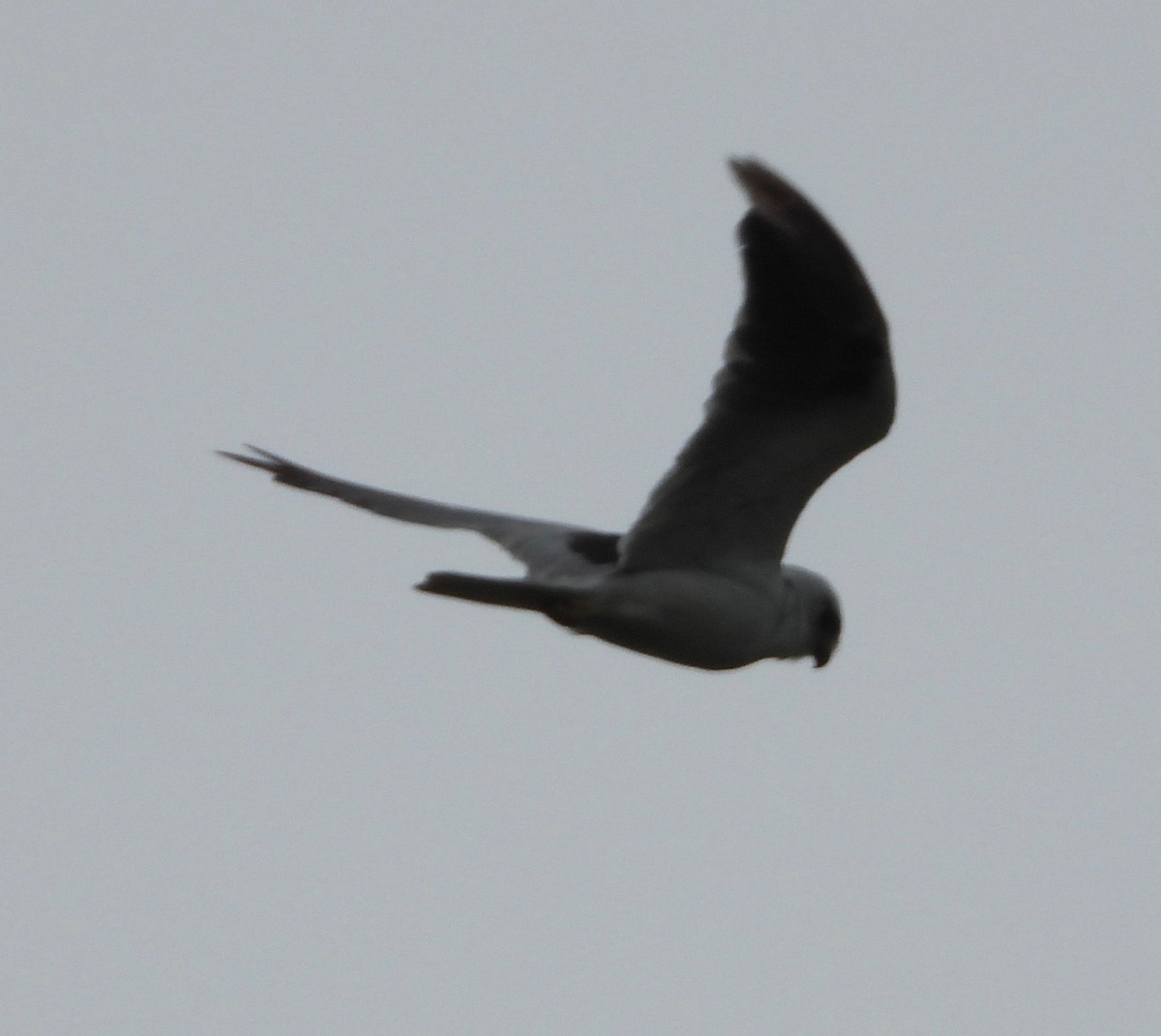 Black-shouldered Kite - ML613070025