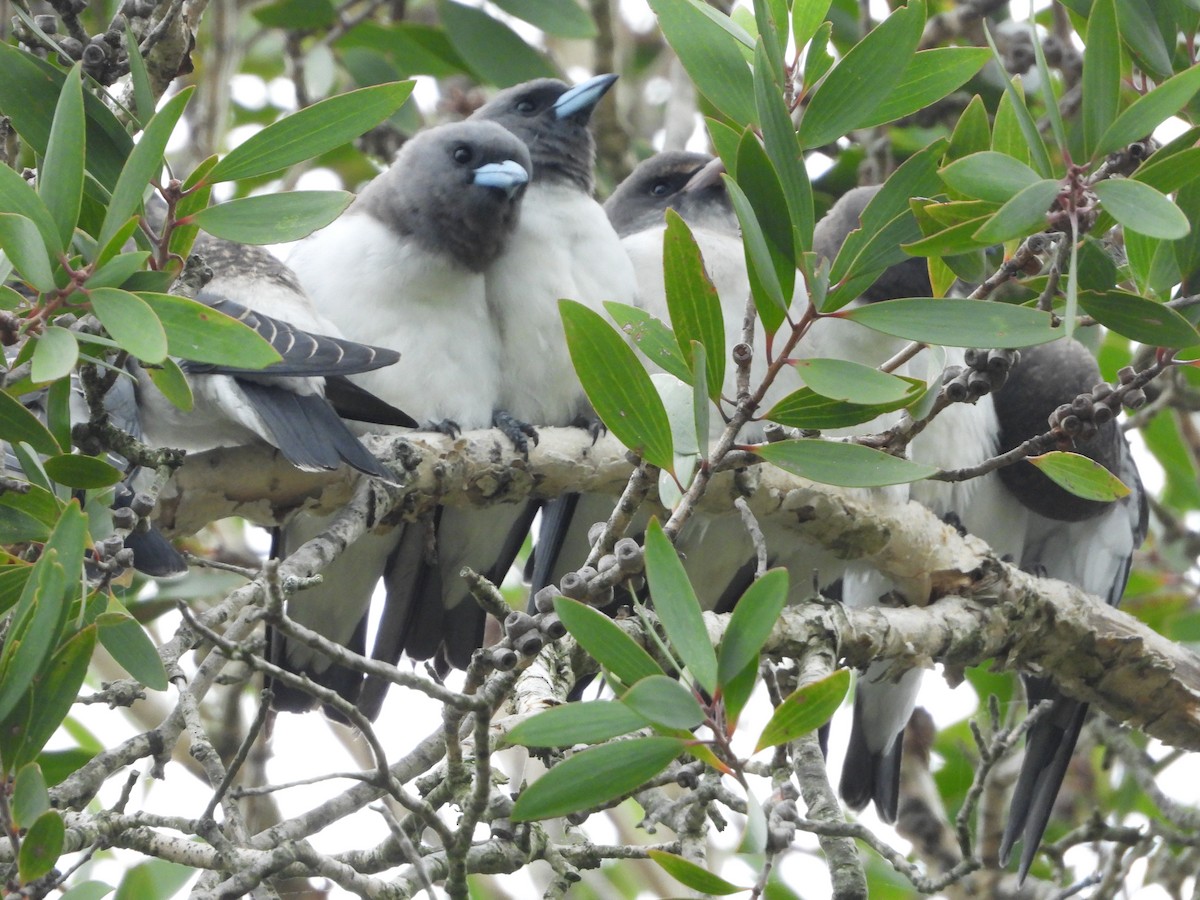 White-breasted Woodswallow - ML613070082
