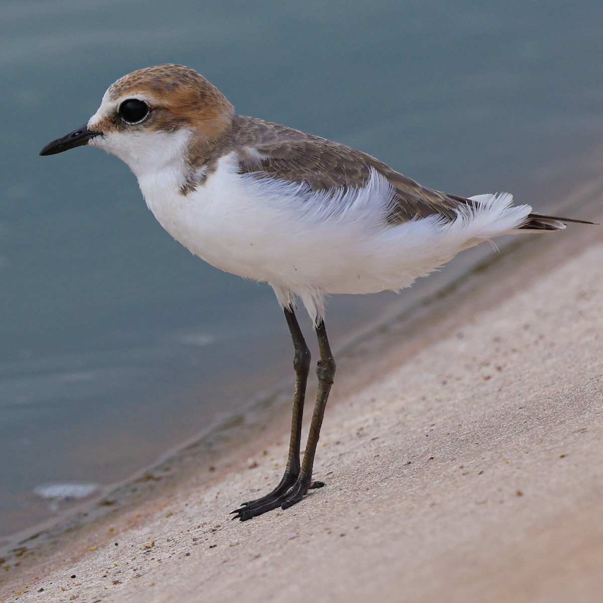 Red-capped Plover - ML613070150