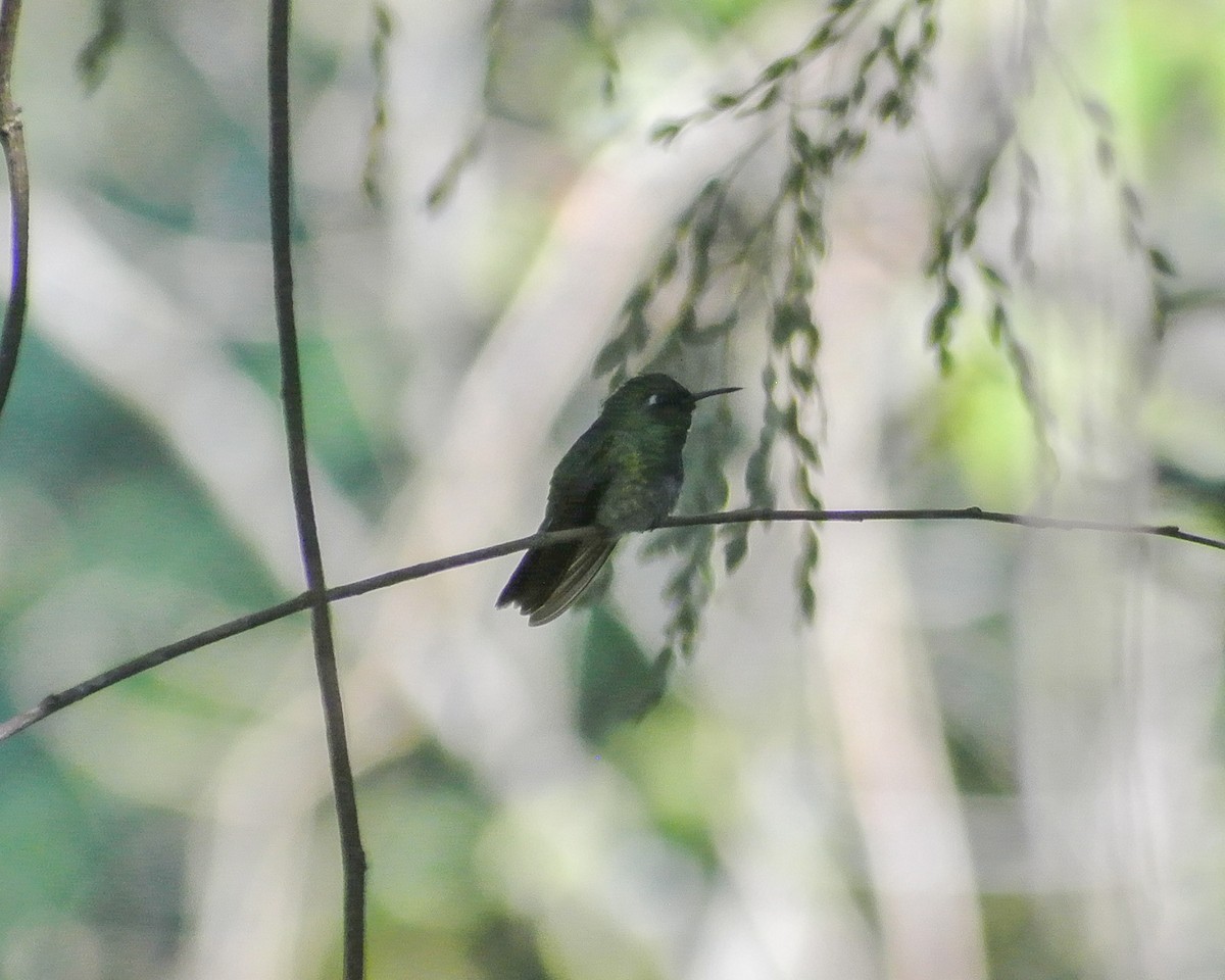 Emerald-chinned Hummingbird - Miguel Mota