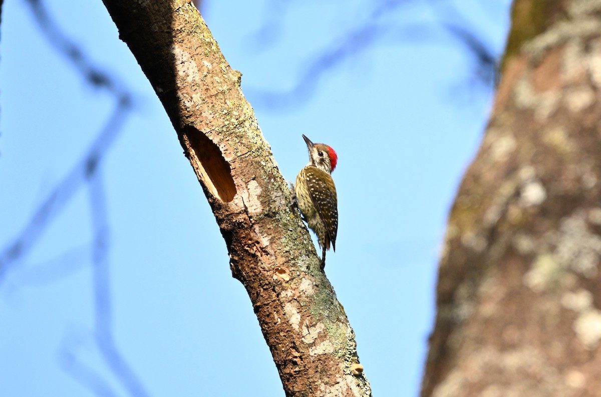 Brown-backed Woodpecker - Adarsh Nagda