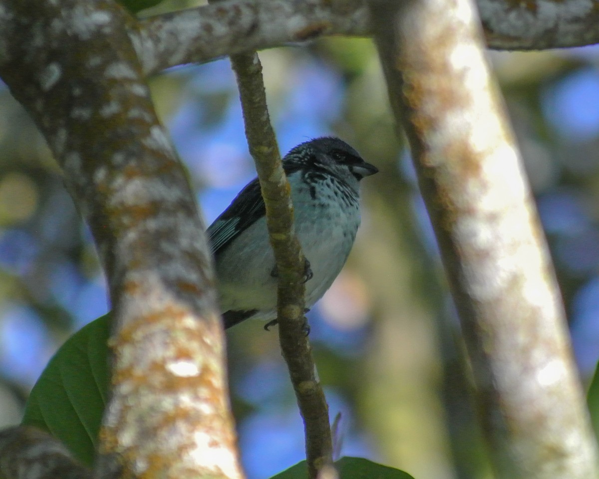 Azure-rumped Tanager - ML613070531