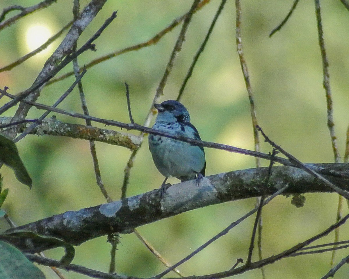 Azure-rumped Tanager - ML613070532