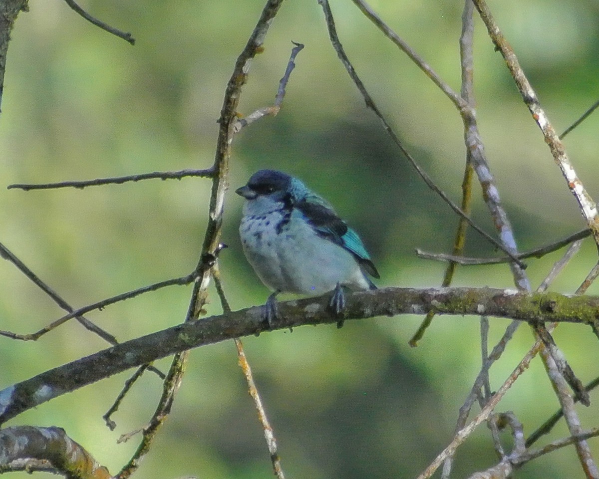 Azure-rumped Tanager - ML613070533