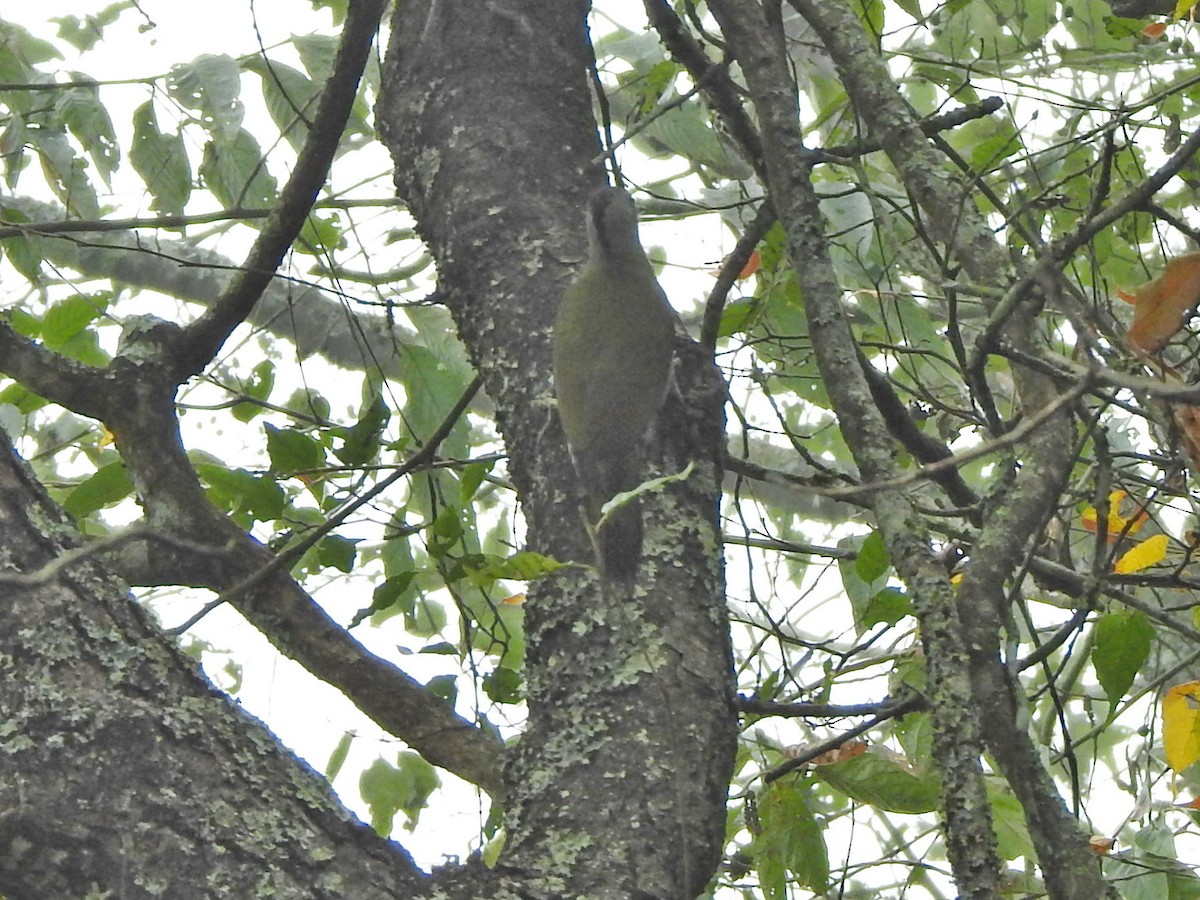 Gray-headed Woodpecker - ML613070688