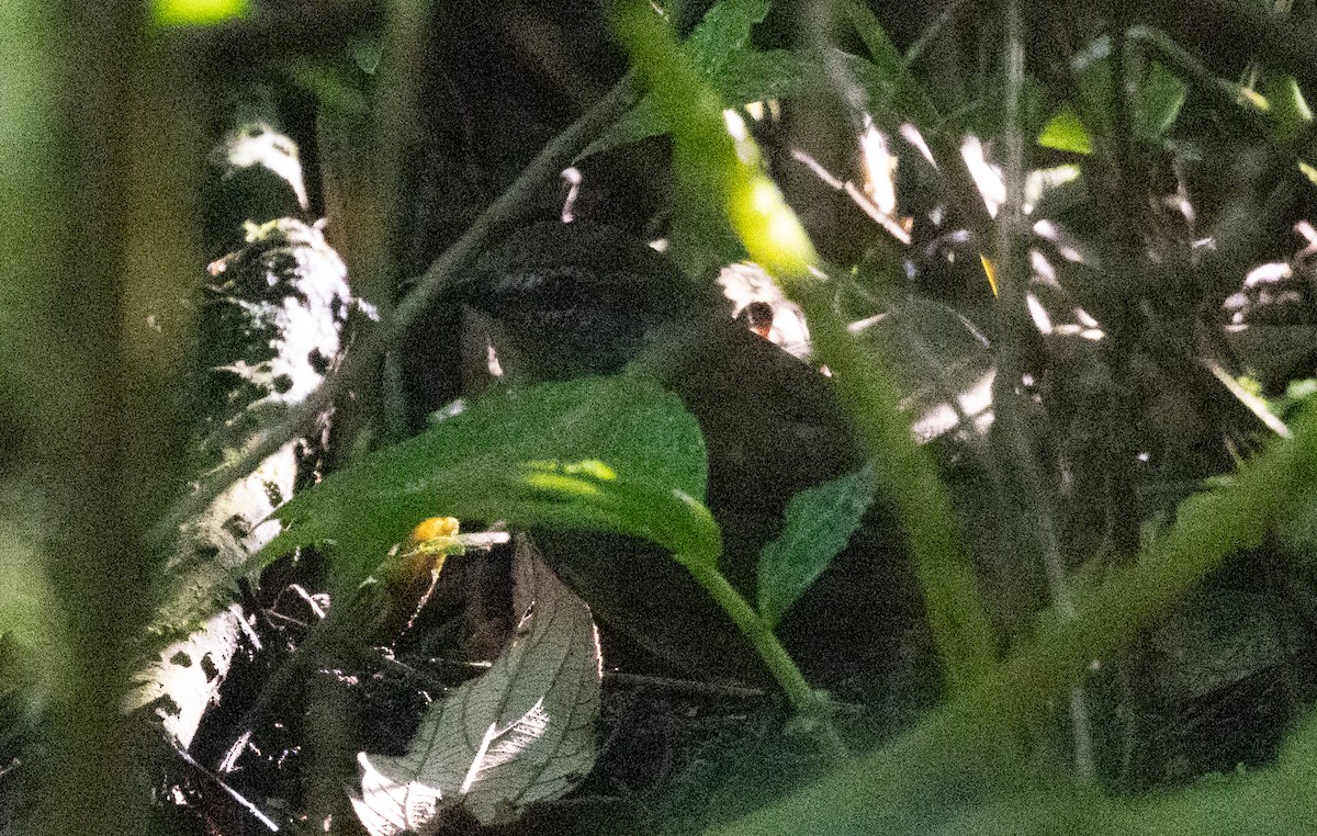 Sulawesi Bush Warbler - ML613071100