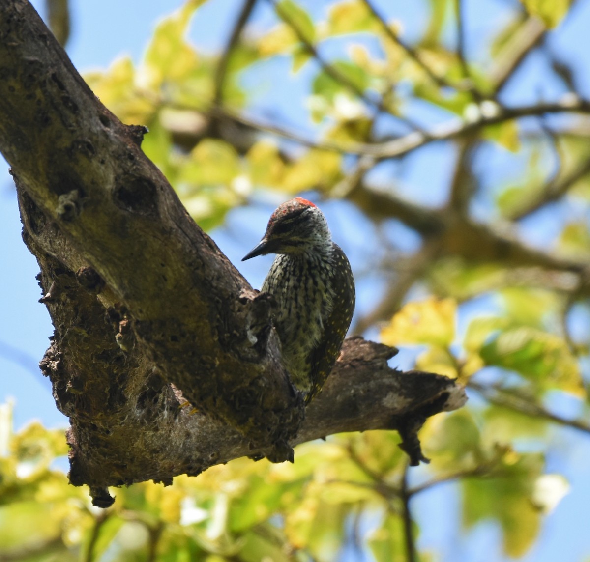 Golden-tailed Woodpecker - isaac kilusu