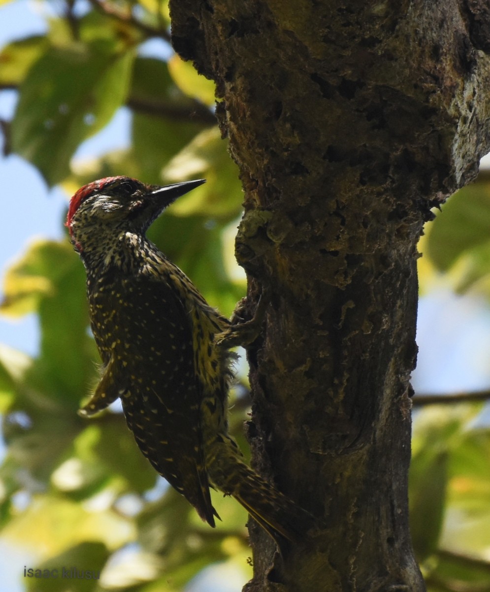 Golden-tailed Woodpecker - ML613071128