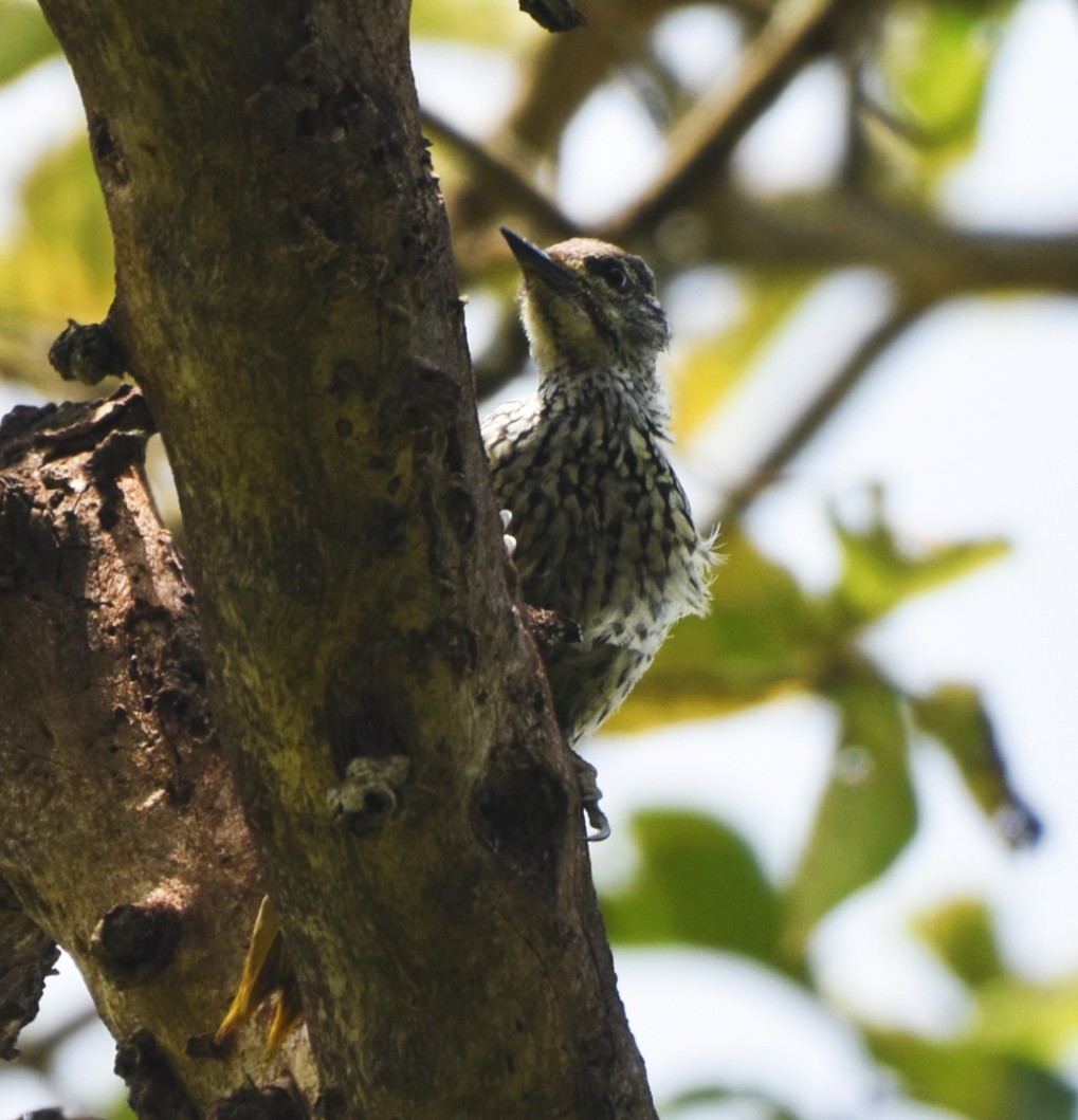 Golden-tailed Woodpecker - ML613071129