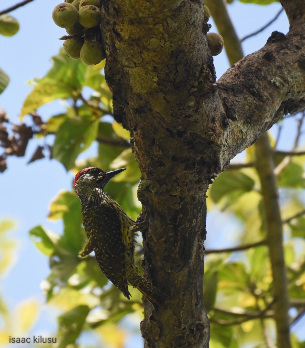 Golden-tailed Woodpecker - ML613071130