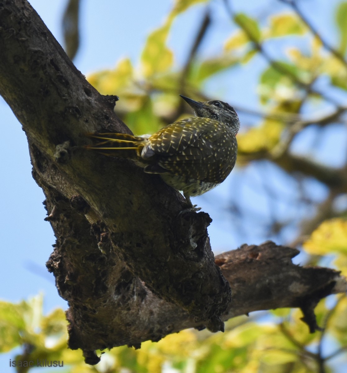 Golden-tailed Woodpecker - ML613071131