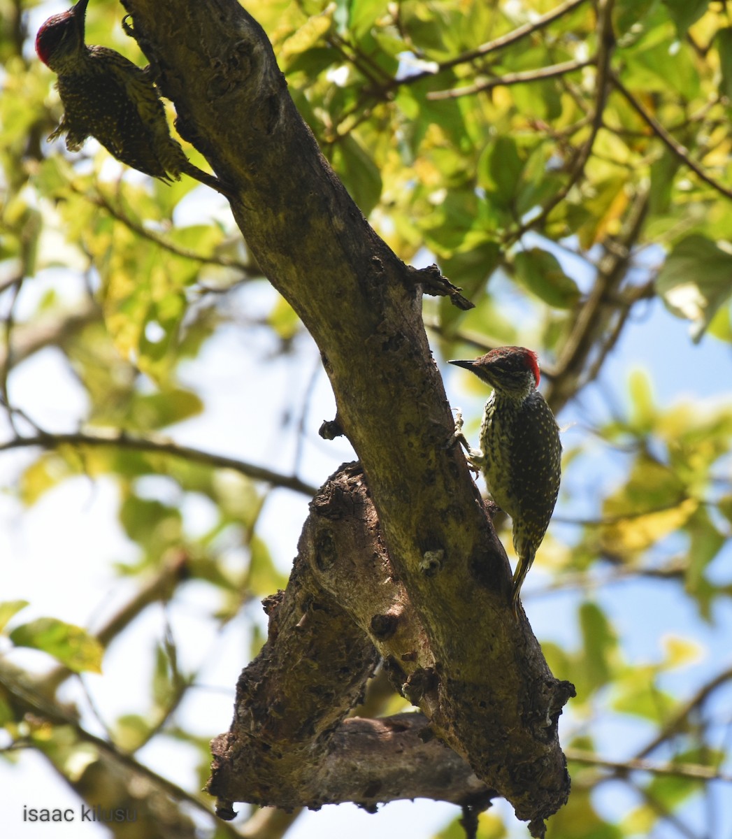 Golden-tailed Woodpecker - ML613071132