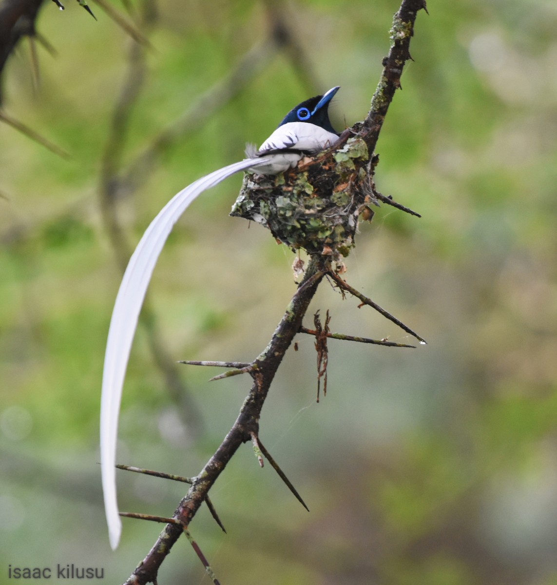 African Paradise-Flycatcher - isaac kilusu