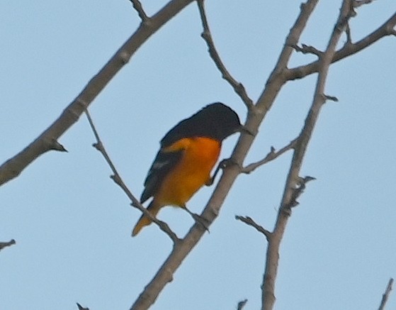 Orchard Oriole - ML613071214