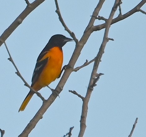 Orchard Oriole - ML613071215