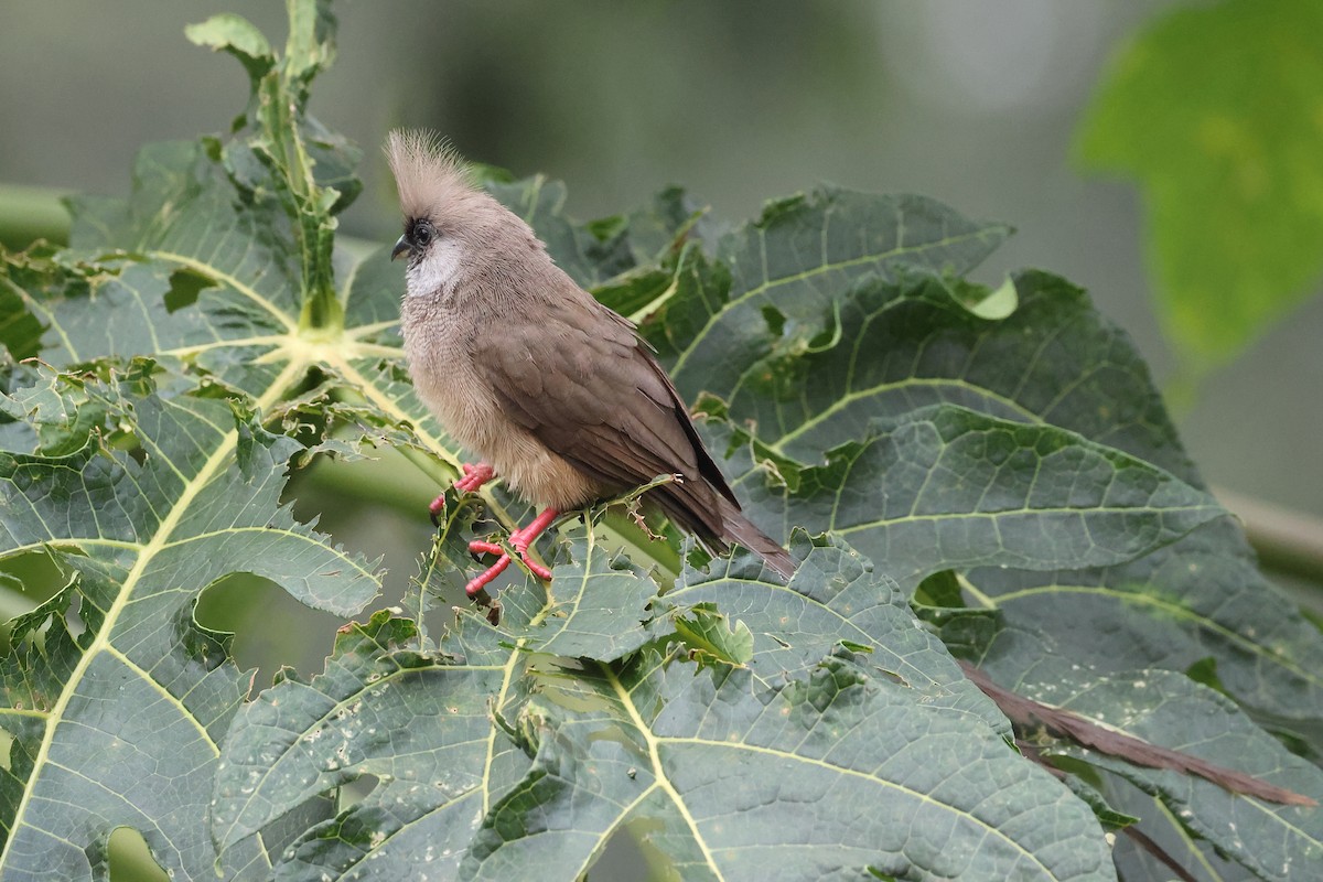 Speckled Mousebird - ML613071254