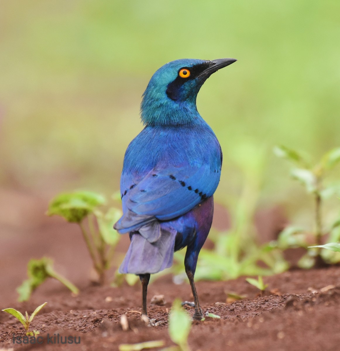 Greater Blue-eared Starling - ML613071288