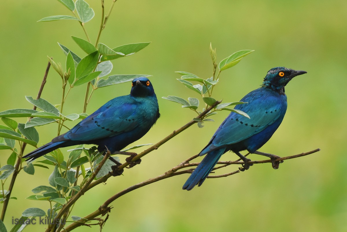 Greater Blue-eared Starling - ML613071289