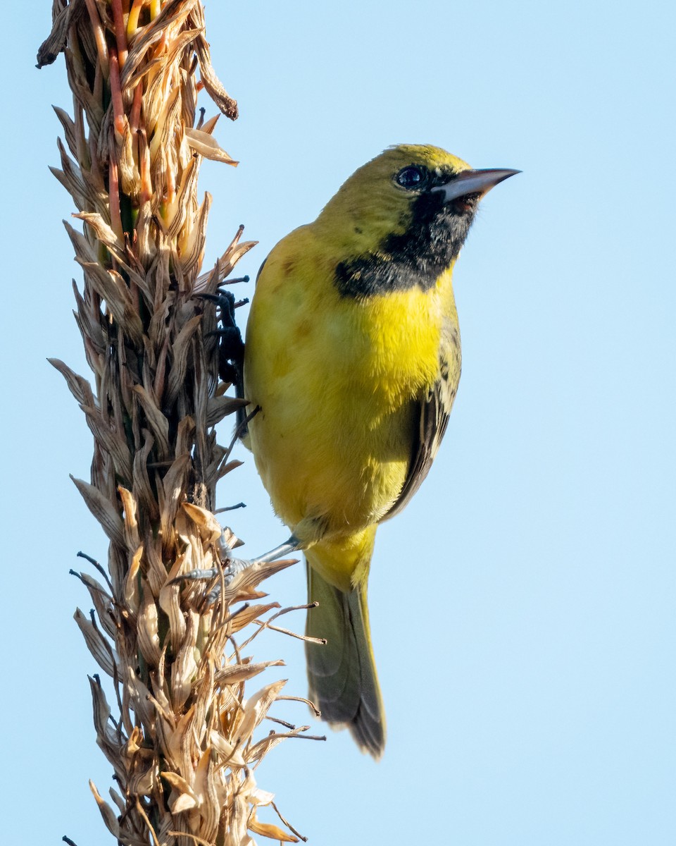Orchard Oriole - ML613071603