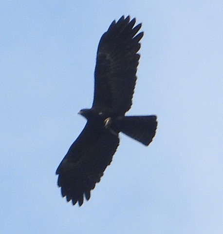 Black Eagle - Ictinaetus malaiensis - Media Search - Macaulay Library and  eBird