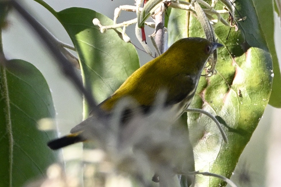 Yellow-vented Flowerpecker - ML613071951