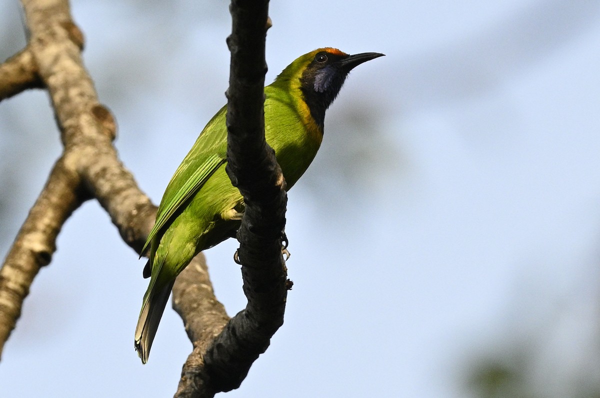 Golden-fronted Leafbird - ML613071988