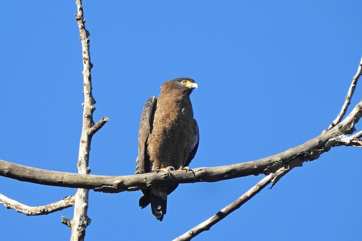Crested Serpent-Eagle - ML613071999